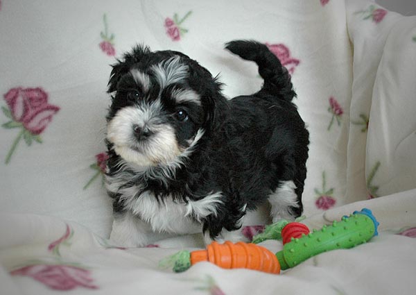 Bono bichon havanese hvalp hundehvalp bichon havanais hvalpe hundehvalpe