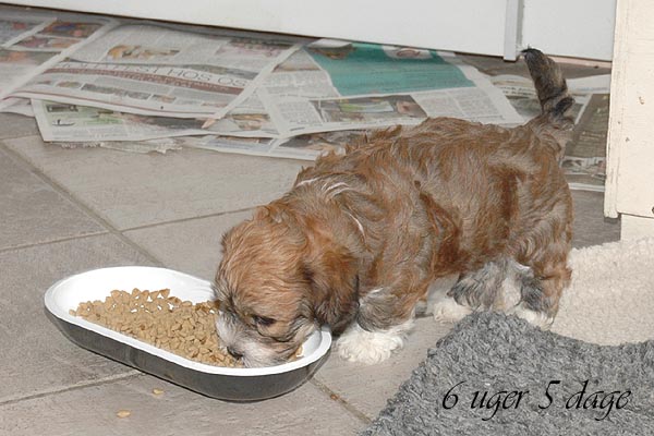 Bosse bichon havanese hvalp hundehvalp bichon havanais hvalpe hundehvalpe