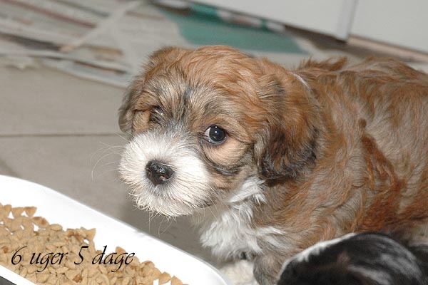 Bosse bichon havanese hvalp hundehvalp bichon havanais hvalpe hundehvalpe