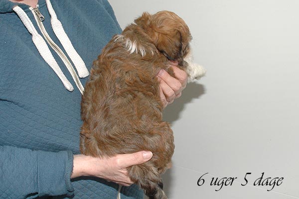 Bosse bichon havanese hvalp hundehvalp bichon havanais hvalpe hundehvalpe