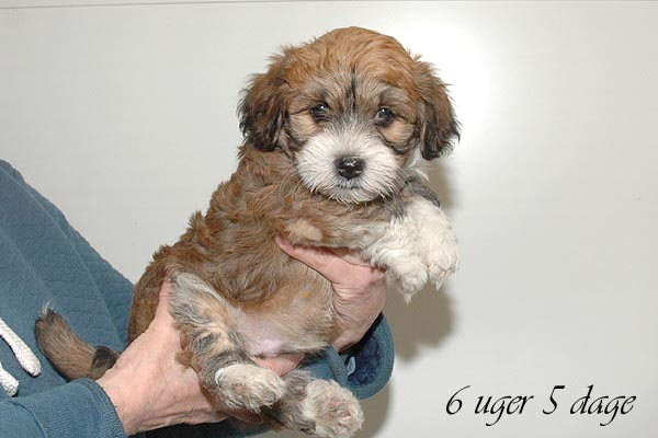 Bosse bichon havanese hvalp hundehvalp bichon havanais hvalpe hundehvalpe