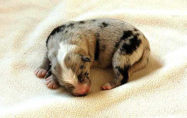 Brady Aussie hvalp hundehvalp Australian Shepherd hvalpe hundehvalpe