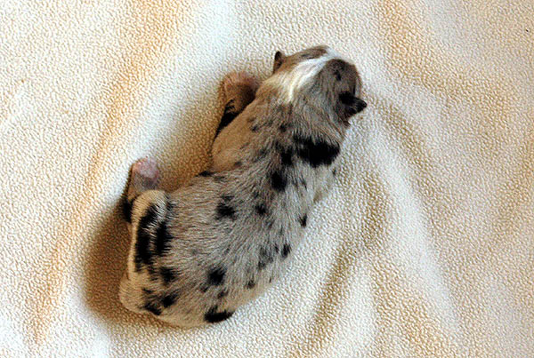 Brady Aussie hvalp hundehvalp Australian Shepherd hvalpe hundehvalpe
