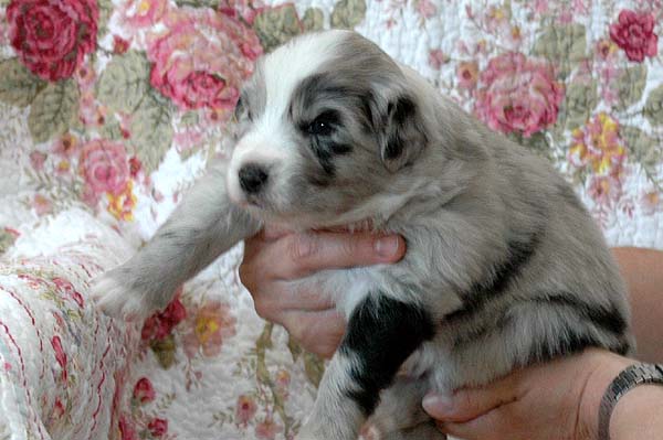 Brady Aussie hvalp hundehvalp Australian Shepherd hvalpe hundehvalpe