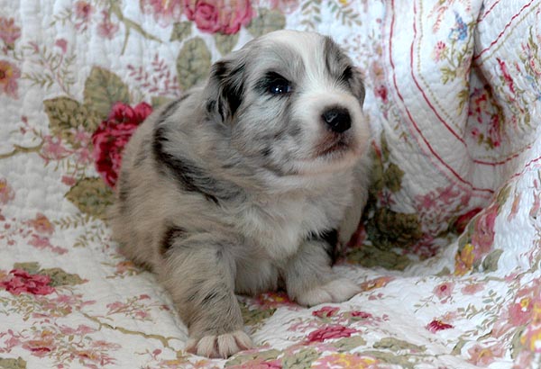 Brady Aussie hvalp hundehvalp Australian Shepherd hvalpe hundehvalpe