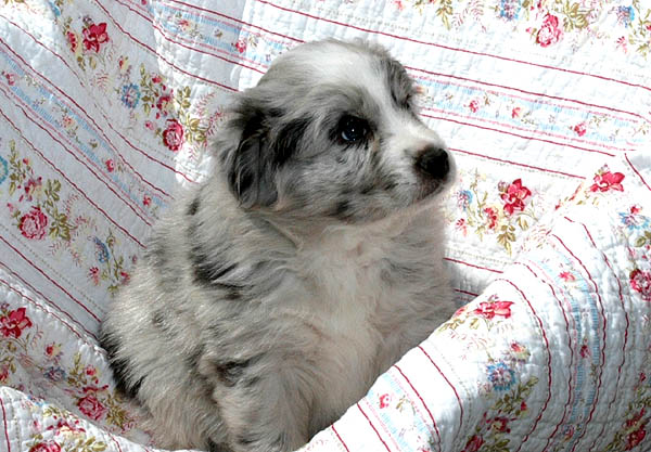 Brady Aussie hvalp hundehvalp Australian Shepherd hvalpe hundehvalpe