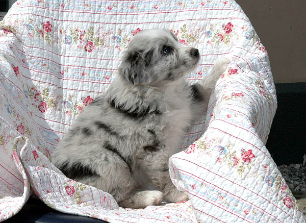 Brady Aussie hvalp hundehvalp Australian Shepherd hvalpe hundehvalpe