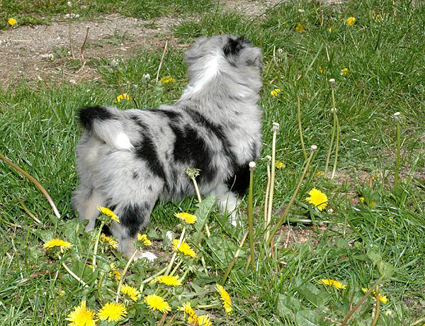Brady Aussie hvalp hundehvalp Australian Shepherd hvalpe hundehvalpe