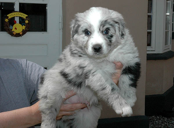 Brady Aussie hvalp hundehvalp Australian Shepherd hvalpe hundehvalpe