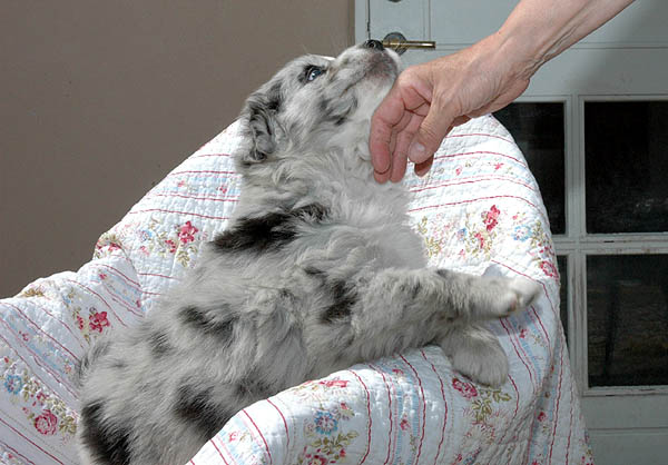 Brady Aussie hvalp hundehvalp Australian Shepherd hvalpe hundehvalpe