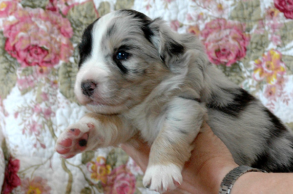 Breezy Aussie hvalp hundehvalp Australian Shepherd hvalpe hundehvalpe