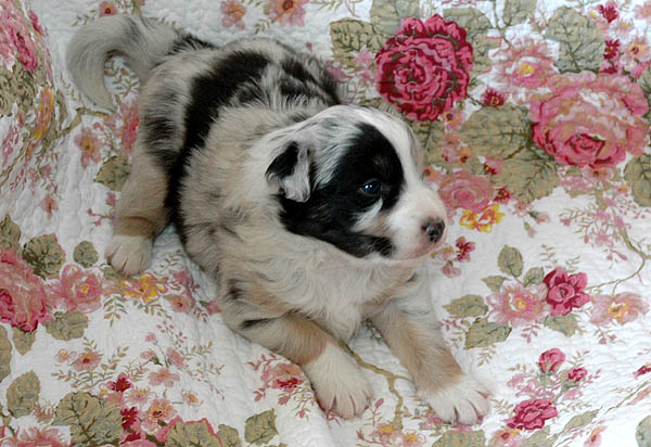 Breezy Aussie hvalp hundehvalp Australian Shepherd hvalpe hundehvalpe