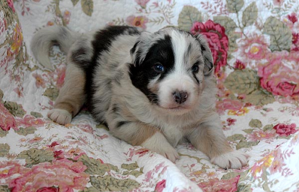 Breezy Aussie hvalp hundehvalp Australian Shepherd hvalpe hundehvalpe