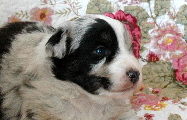 Breezy Aussie hvalp hundehvalp Australian Shepherd hvalpe hundehvalpe