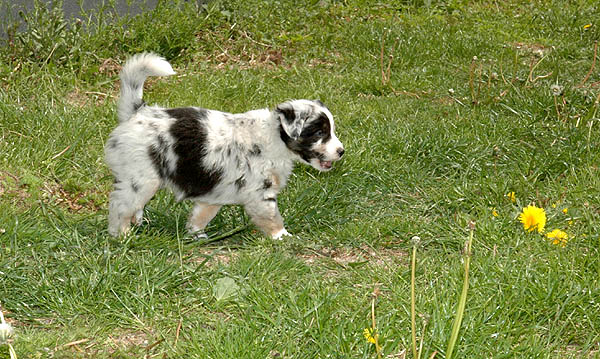 Breezy Aussie hvalp hundehvalp Australian Shepherd hvalpe hundehvalpe