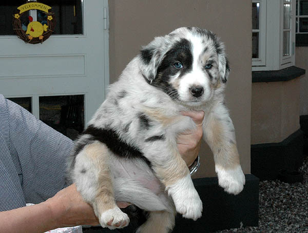 Breezy Aussie hvalp hundehvalp Australian Shepherd hvalpe hundehvalpe