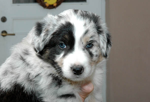 Breezy Aussie hvalp hundehvalp Australian Shepherd hvalpe hundehvalpe