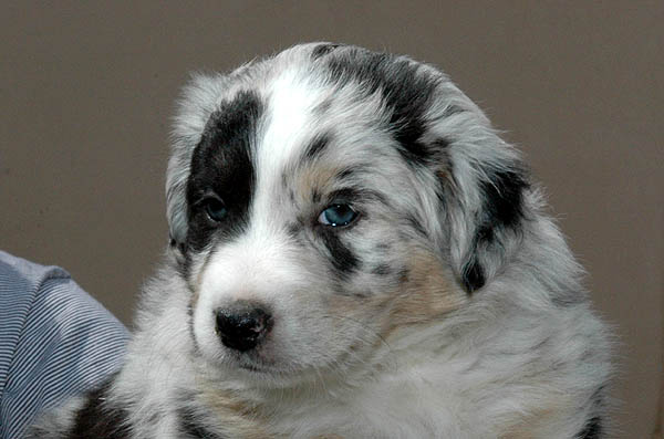 Breezy Aussie hvalp hundehvalp Australian Shepherd hvalpe hundehvalpe