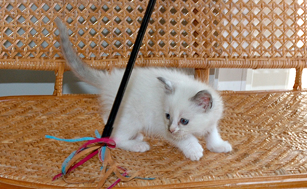 Brisa Ragdoll killing kattekilling Ragdol killinger kattekillinger