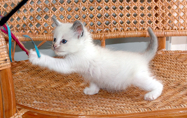 Brisa Ragdoll killing kattekilling Ragdol killinger kattekillinger