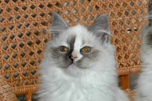 Brisa Ragdoll killing kattekilling Ragdol killinger kattekillinger