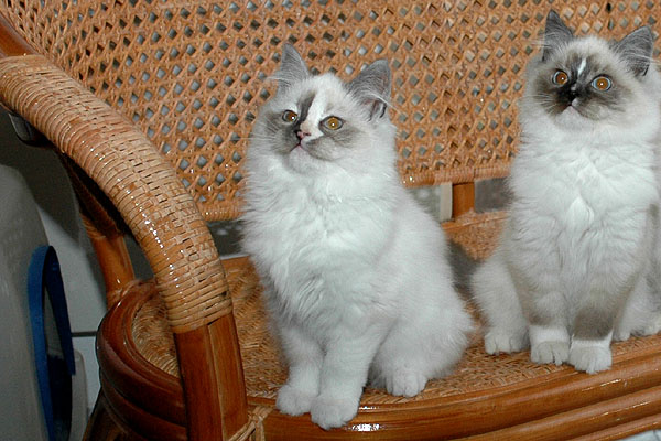 Brisa Ragdoll killing kattekilling Ragdol killinger kattekillinger