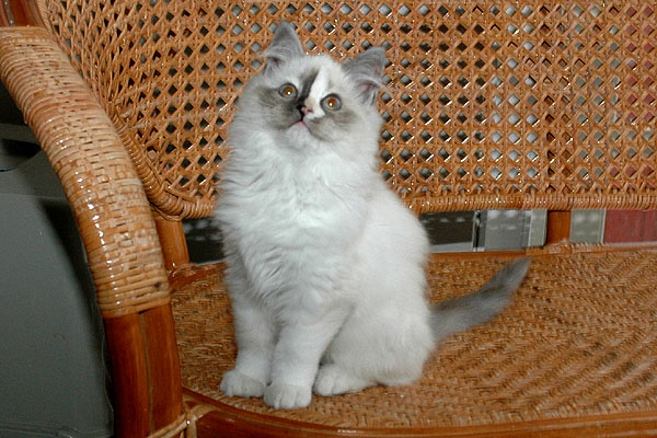 Brisa Ragdoll killing kattekilling Ragdol killinger kattekillinger