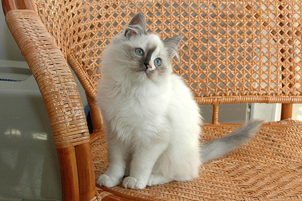 Brisa Ragdoll killing kattekilling Ragdol killinger kattekillinger