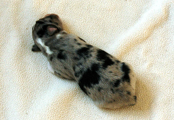 Bruce Aussie hvalp hundehvalp Australian Shepherd hvalpe hundehvalpe