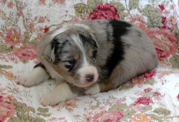 Bruce Aussie hvalp hundehvalp Australian Shepherd hvalpe hundehvalpe