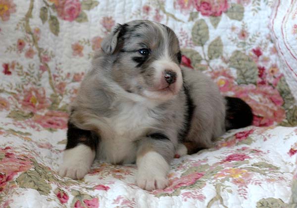 Bruce Aussie hvalp hundehvalp Australian Shepherd hvalpe hundehvalpe