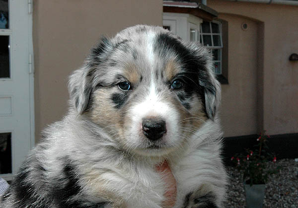 Bruce Aussie hvalp hundehvalp Australian Shepherd hvalpe hundehvalpe