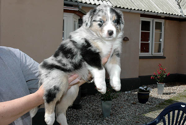 Bruce Aussie hvalp hundehvalp Australian Shepherd hvalpe hundehvalpe