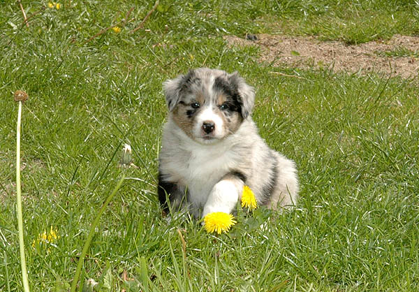 Bruce Aussie hvalp hundehvalp Australian Shepherd hvalpe hundehvalpe