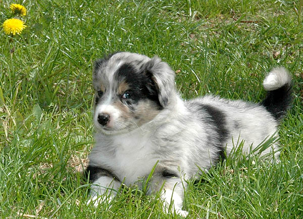 Bruce Aussie hvalp hundehvalp Australian Shepherd hvalpe hundehvalpe