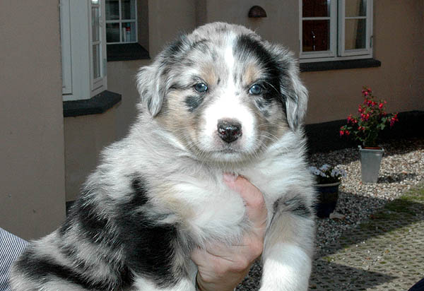 Bruce Aussie hvalp hundehvalp Australian Shepherd hvalpe hundehvalpe