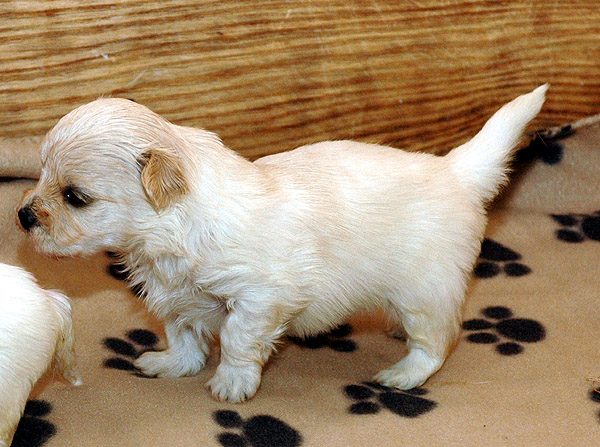 Brumme bichon havanese hvalp hundehvalp bichon havanais hvalpe hundehvalpe