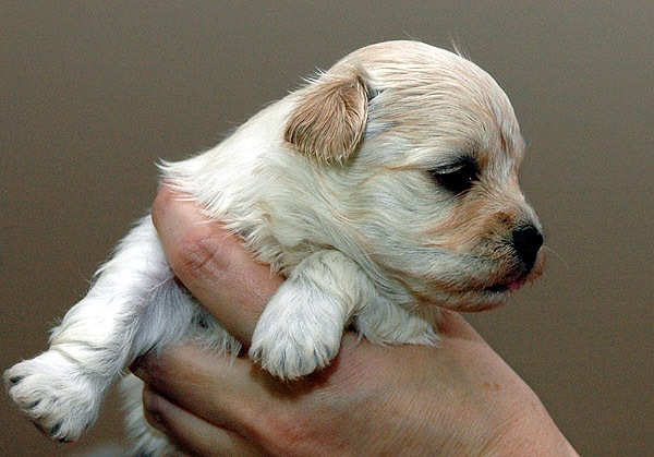 Brumme bichon havanese hvalp hundehvalp bichon havanais hvalpe hundehvalpe