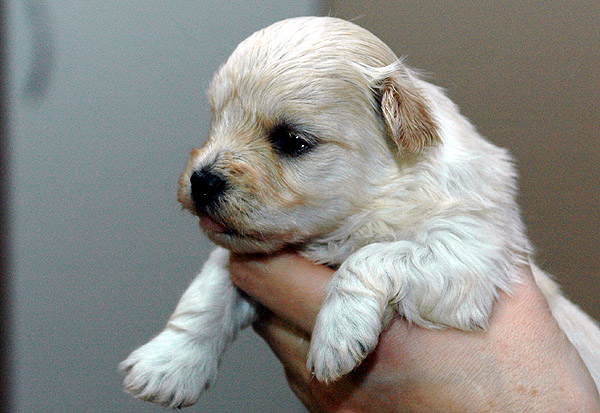 Brumme bichon havanese hvalp hundehvalp bichon havanais hvalpe hundehvalpe