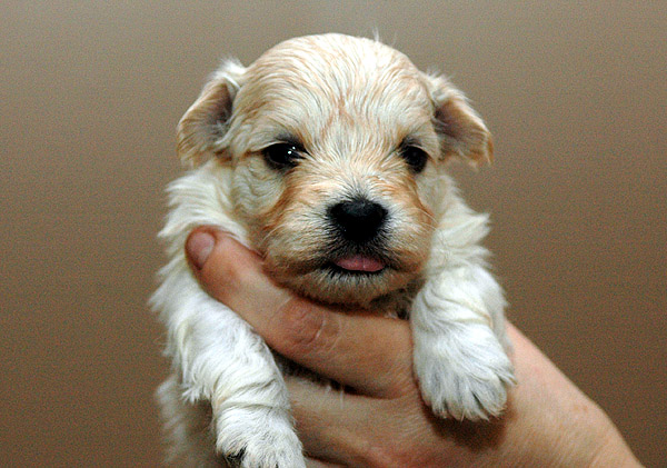 Brumme bichon havanese hvalp hundehvalp bichon havanais hvalpe hundehvalpe