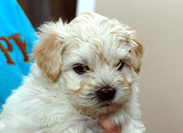 Brumme bichon havanese hvalp hundehvalp bichon havanais hvalpe hundehvalpe