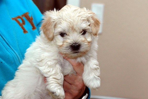 Brumme bichon havanese hvalp hundehvalp bichon havanais hvalpe hundehvalpe