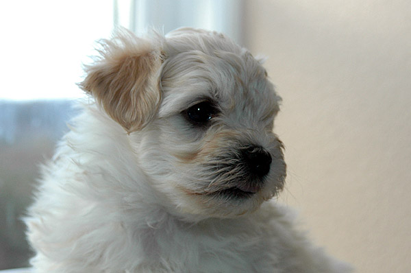 Brumme bichon havanese hvalp hundehvalp bichon havanais hvalpe hundehvalpe