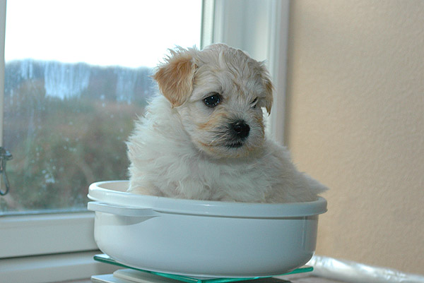 Brumme bichon havanese hvalp hundehvalp bichon havanais hvalpe hundehvalpe