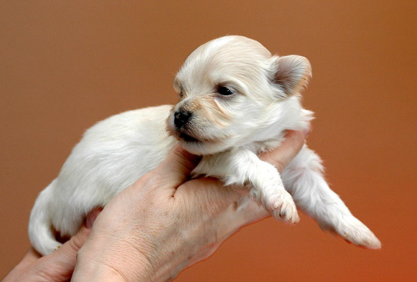 Buller bichon havanese hvalp hundehvalp bichon havanais hvalpe hundehvalpe
