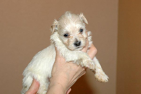 Buller bichon havanese hvalp hundehvalp bichon havanais hvalpe hundehvalpe