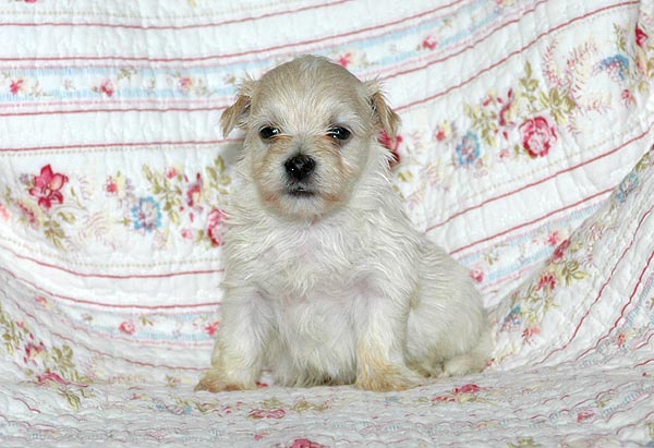 Buller bichon havanese hvalp hundehvalp bichon havanais hvalpe hundehvalpe