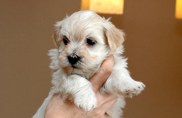 Buller bichon havanese hvalp hundehvalp bichon havanais hvalpe hundehvalpe