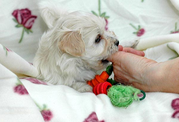 Buller bichon havanese hvalp hundehvalp bichon havanais hvalpe hundehvalpe
