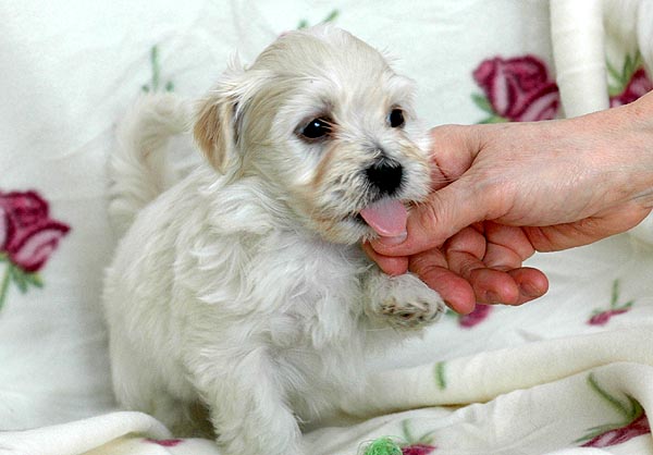 Buller bichon havanese hvalp hundehvalp bichon havanais hvalpe hundehvalpe